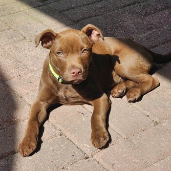 American Staffy Pup, DOB Aug 2023, Chipd & Vaxd