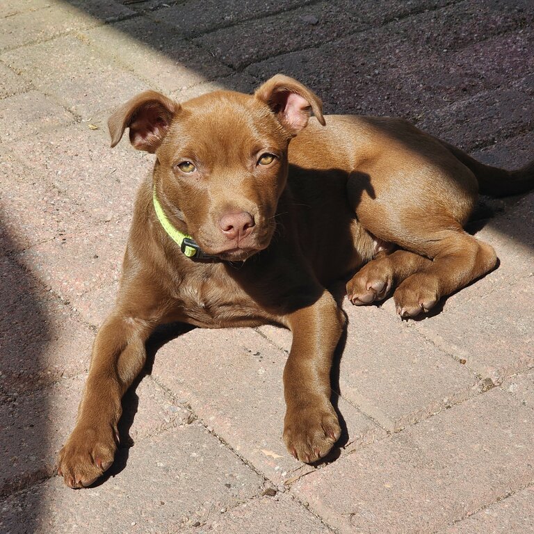 American Staffy Pup, DOB Aug 2023, Chipd &amp; Vaxd