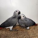 African grey parrots for sale-0