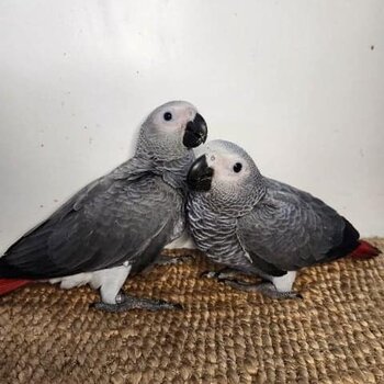 African grey parrots for sale