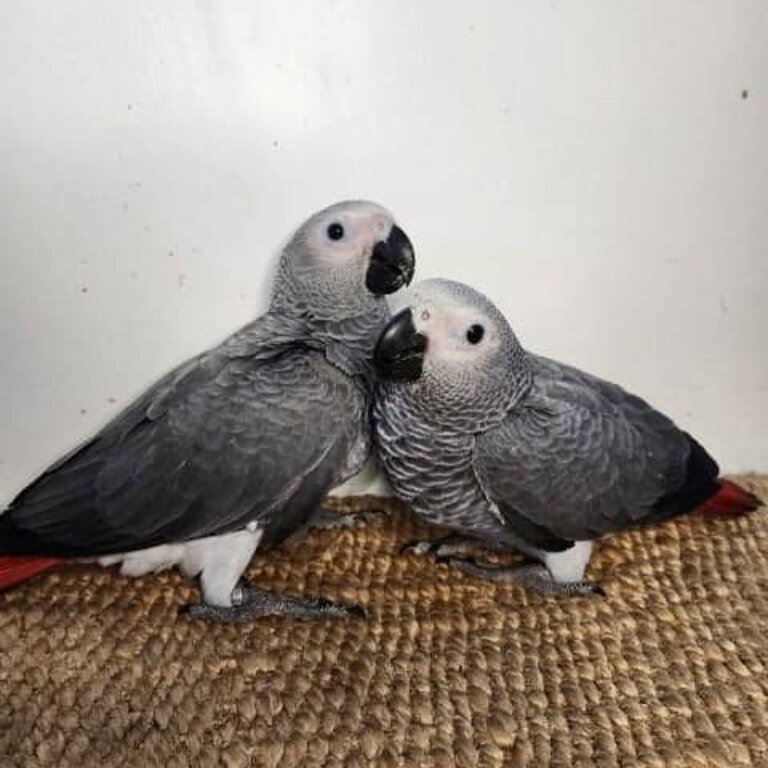 African grey parrots for sale