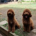 Poodle Standard looking for new home-1