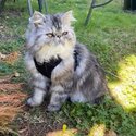 Pure breed Adorable and gentle persian cat-3