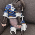 Pure blue American staffy puppy -0