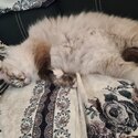 Selling purebreed ragdoll cat-0