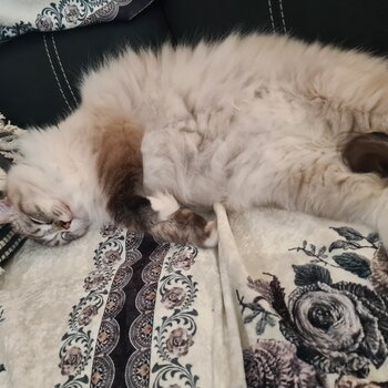 Selling purebreed ragdoll cat