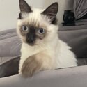 Ragdoll Kitten - Purebred Seal Point - Female-4