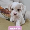 Malton (Maltese x Cavachon) Puppies for sale 'THE ULTIMATE TEDDY BEAR'-1