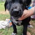 German Shepherd x Maremma puppies -2