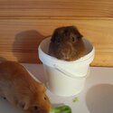 Two adorable Guinea Pigs for sale-3