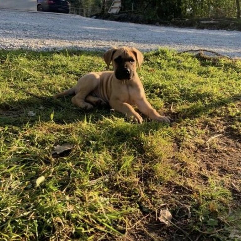 Bernese mountain puppies for sale from Step 18 2024