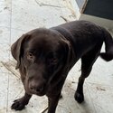 Free Labrador Retriever Dog-4