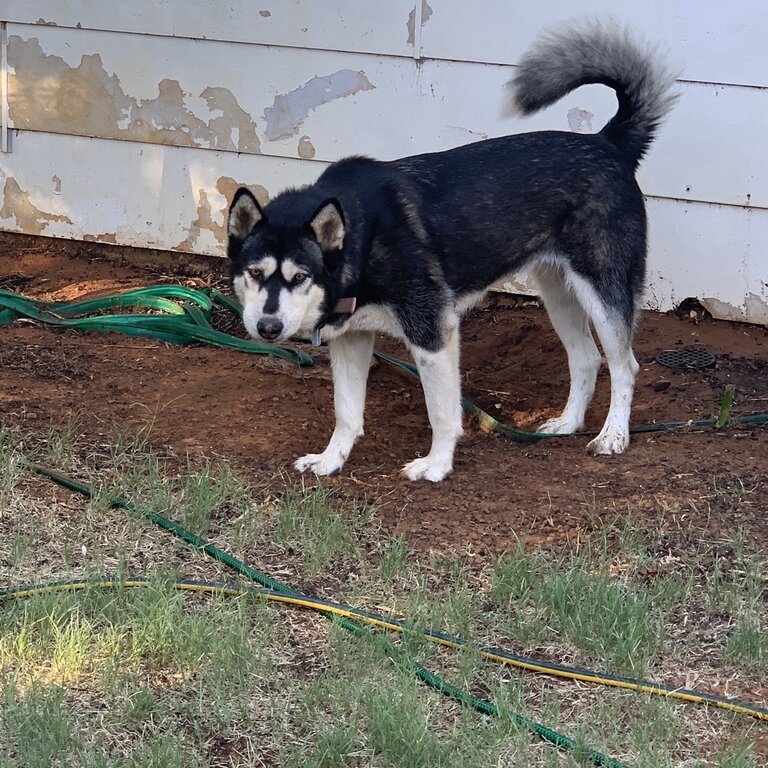 Husky rehome 