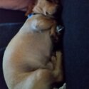 dachshund cream Very Loving  URGENT SALE-1