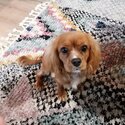 Gorgeous Cavalier king charles spaniel male -2