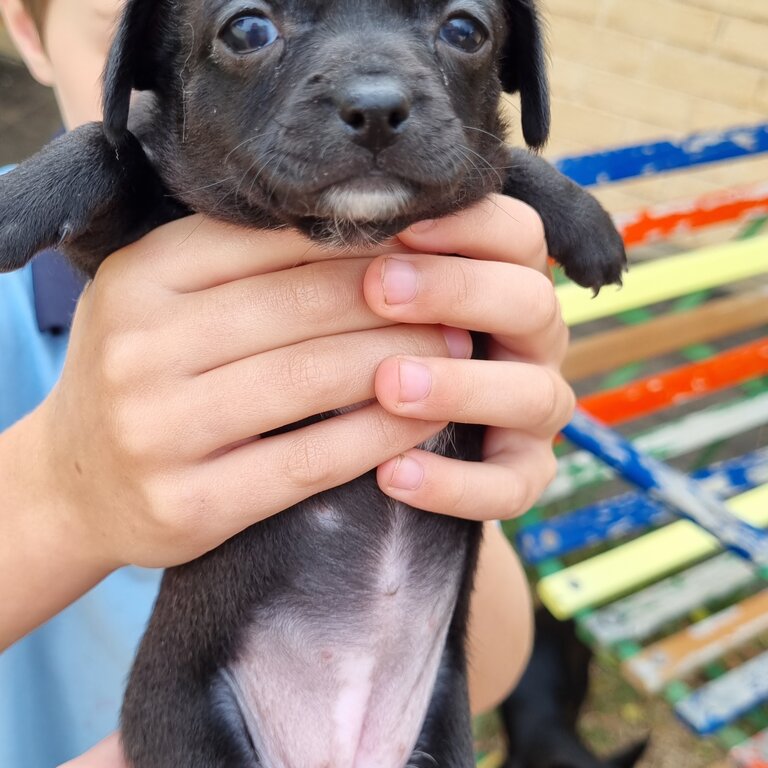 Purebred Chihuahua Puppies