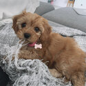 Awesome Cavoodle puppy -0