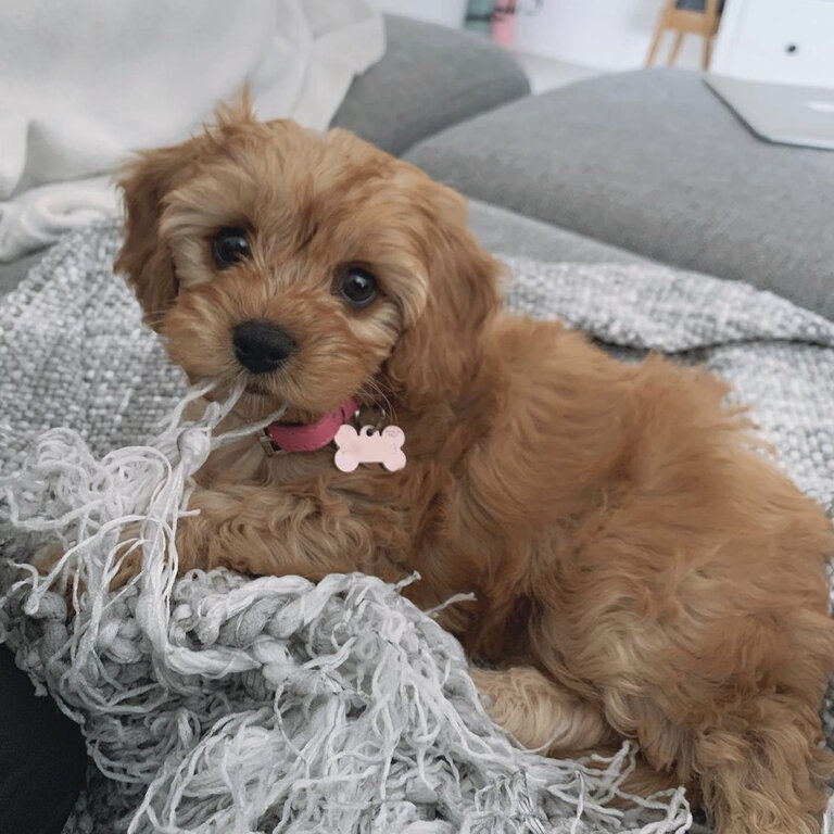 Awesome Cavoodle puppy 