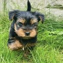 Yorkshire Terrier Puppies for sale-2