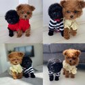 Toy Poodle Adult and Puppies  and Adults male and female for adoption-3