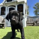 Purebread Labrador Puppies-2