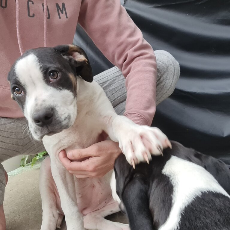 4 month old Bull Mastiff/ Cattle dog 