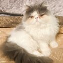 Charming and Gentle PURE BREED Persian Cat-0