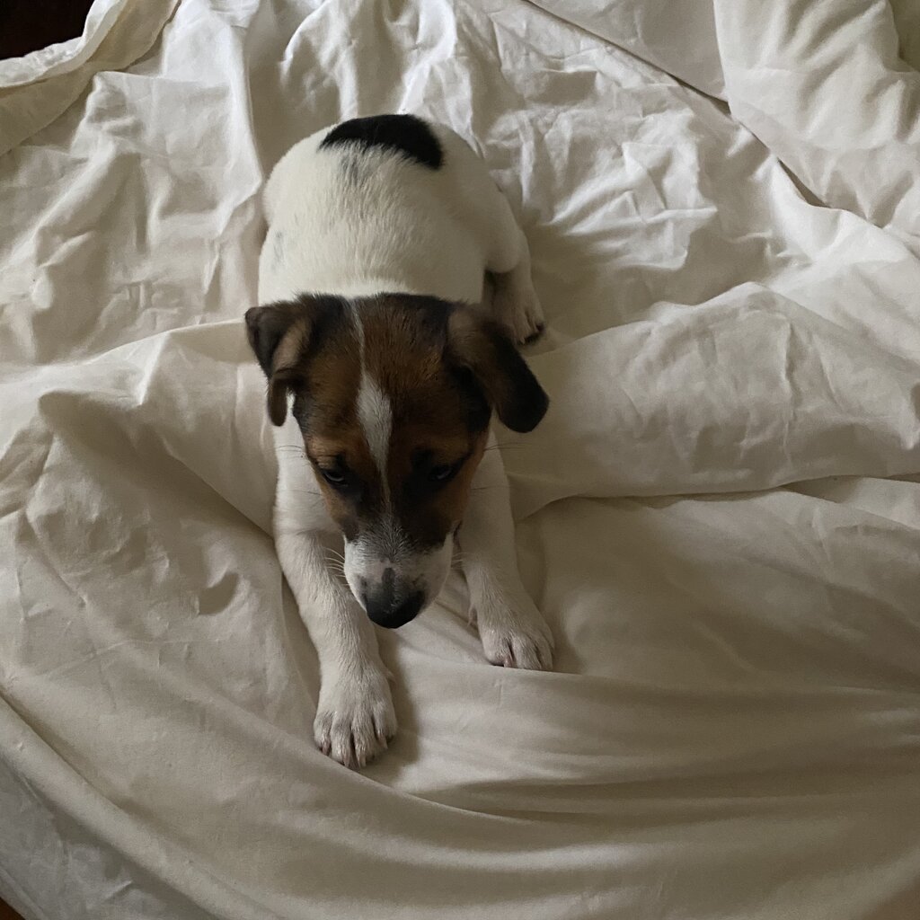 Purebred jack Russell male 12 wks