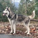 Pure Breed 1 Year Old Male Fully Vaccinated and Desexed Siberian Husky looking to Rehome -3