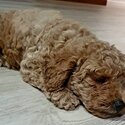 Last pure bred miniature poodle -4