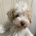 Schnoodle Puppies Minature-0