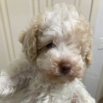 Schnoodle Puppies Minature