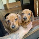 Purebred mini dachshunds-1