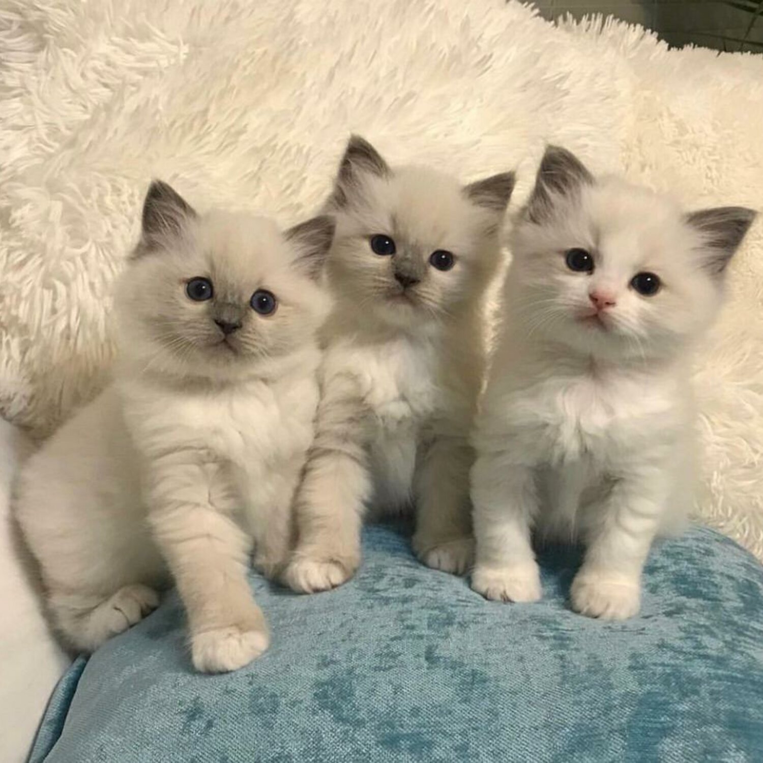 Three Ragdolls Kittens for sale