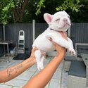 Healthy French Bulldog Puppies For Sale -1