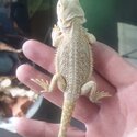 Baby bearded dragons for sale-0