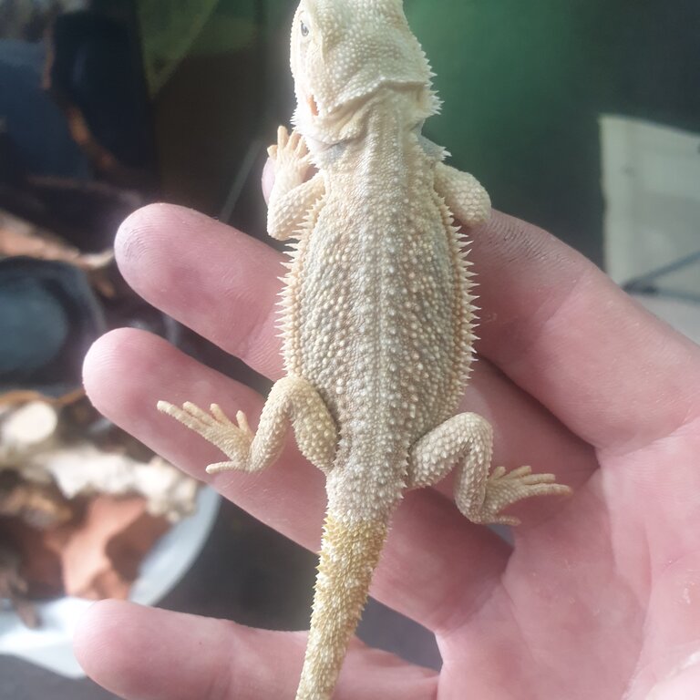 Baby bearded dragons for sale