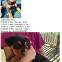 Puppies for sale. Rottweiler X Wolfhound-3