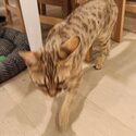 Selma - Bengal cat female - Chocolate - 14 months old-2