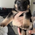 German Shepherd Puppies For Sale-3