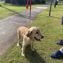 Golden retriever puppy -1