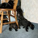 Staffordshire Bull Terrier puppies-2