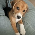  Seeking a loving home for our three month old beagle puppy-1