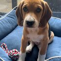  Seeking a loving home for our three month old beagle puppy-0