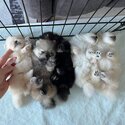 Pomeranian  and Maltese Puppies for adoption males and females -5