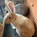 Rabbits for free-1