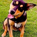 Cj 3 year old kelpie x German shepherd -4