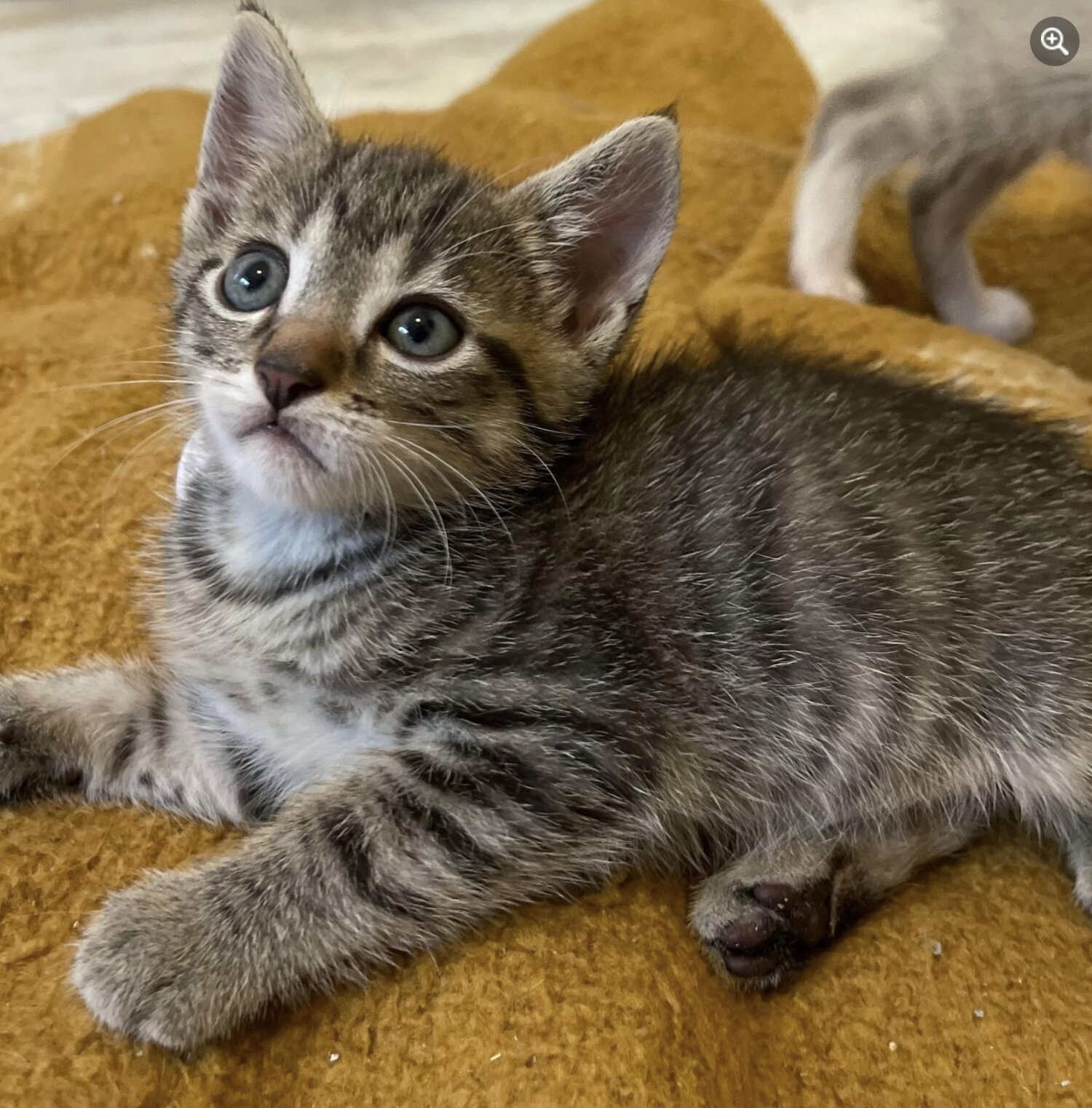 Rescue Kittens for Adoption