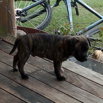 Male brindle staffy pup