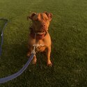 10mths old red nose amstaff-2